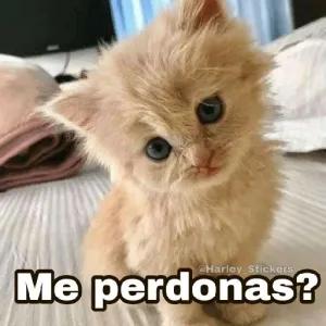 Me perdonas? - getsticker.com