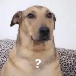 CLARO QUE VOCÊ PODE SER MAIS QUE MEU AMIGO, VOCÊ PODE SER MEU FÃ!