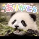 飛び出す♡まいにちパンダ