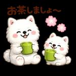 かわいいサモエド・元気いっぱいの春