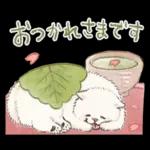 Samoyed-san in Spring