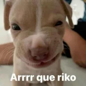 Arrrr que riko - getsticker.com