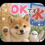 とびだす★夏 柴犬★わんこ♡犬