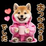 梅雨初夏♡わんこ