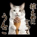 うんこ★リアルな猫