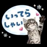 ねこちぃず♡梅雨〜初夏ver