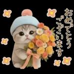 スコティッシュ猫 カラフル帽 夏 敬語
