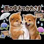 飛び出す♡雨の日わんこ