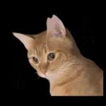 チャイさんの日常