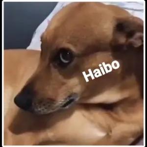Haibo - getsticker.com