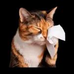 意外と使える！ネガティブなタイプの猫たち