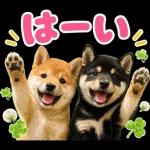 飛び出す♡雨の日わんこ