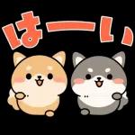 飛び出す！シバイヌの日常敬語スタンプ