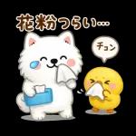 かわいいサモエド・元気いっぱいの春