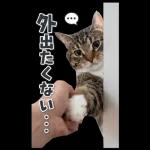 毎年使える♪リアルなにゃんこの年末年始