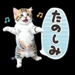 ねこちぃず♡梅雨〜初夏ver