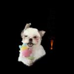 モカのスタンプ　幼少期編