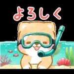 大人の夏❤️いやしばいぬ❤️柴犬