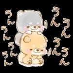 初夏❤️いやしばいぬ❤️16/柴犬
