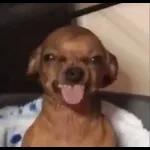 Sea zorra pero con estilo