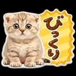 かわいい猫の写真 ぷくぷく