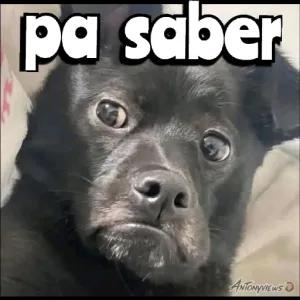pa saber - getsticker.com
