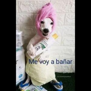 Me voy a bañar IG: EUROSAURUS - getsticker.com