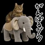 キジトラ猫飼いさんのダジャレ