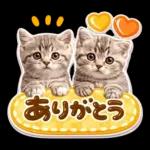 かわいい猫の写真 ぷくぷく