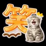 かわいい猫の写真 ぷくぷく