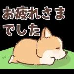 コーギーにとっての雨季と初夏