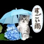ねこちぃず♡梅雨〜初夏ver