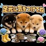 飛び出す♡雨の日わんこ