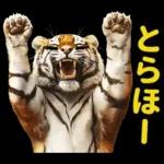 大阪神戸の野球好き虎ファン向け5とらほー