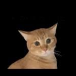 チャイさんの日常