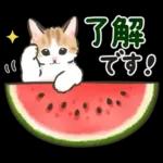 夏の毎日☆猫たちのスタンプ２