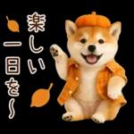 大人かわいい秋の癒し柴犬