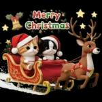 可愛いハチワレ猫 サンタ帽 冬 気づかい