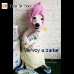 perritos 