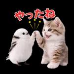 仲良し♡シマエナガと子猫ちゃん