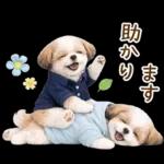 気持ち伝わる癒やしシーズー