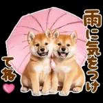 梅雨初夏♡わんこ