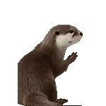 飛び出す！カワウソ