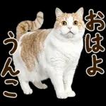 うんこ★リアルな猫