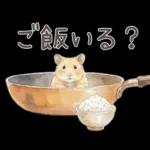 ゴールデンハムスター♡キンクマ