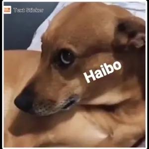 Haibo - getsticker.com