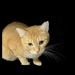 チャイさんの日常