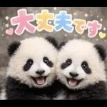 飛び出す♡まいにちパンダ