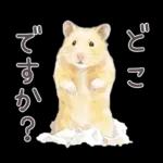 ゴールデンハムスター♡キンクマ