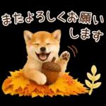 大人かわいい秋の癒し柴犬